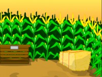 Escape Corn Maze