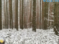 Magical Winter Forest