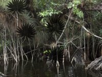 Mangrove Forest Escape