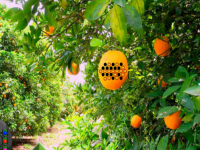 Orange Tree Farm Escape