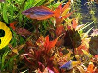 Crowntail Betta Fish Escape